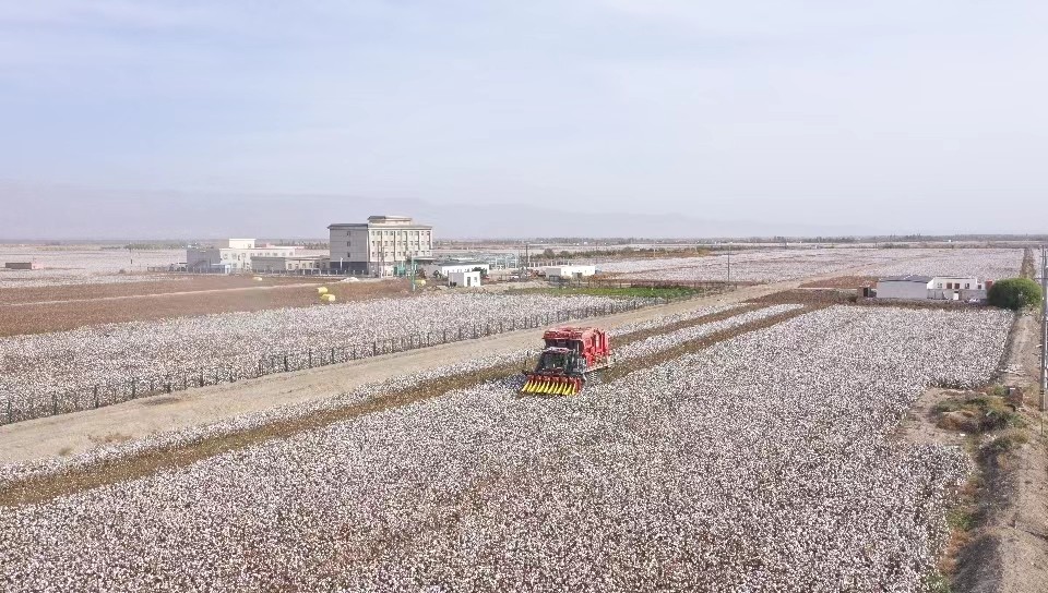 自治区农科院植保所库尔勒试验基地